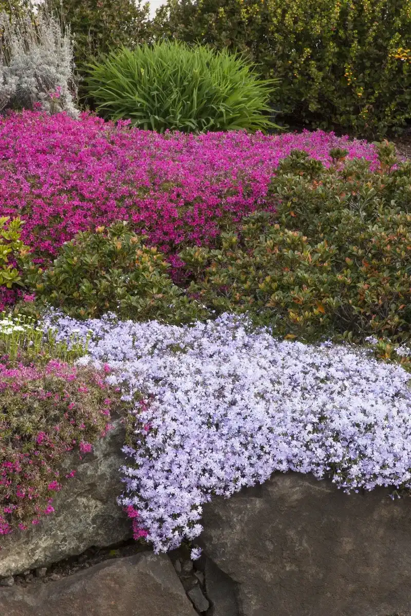 Creeping Phlox (Phlox subulata)