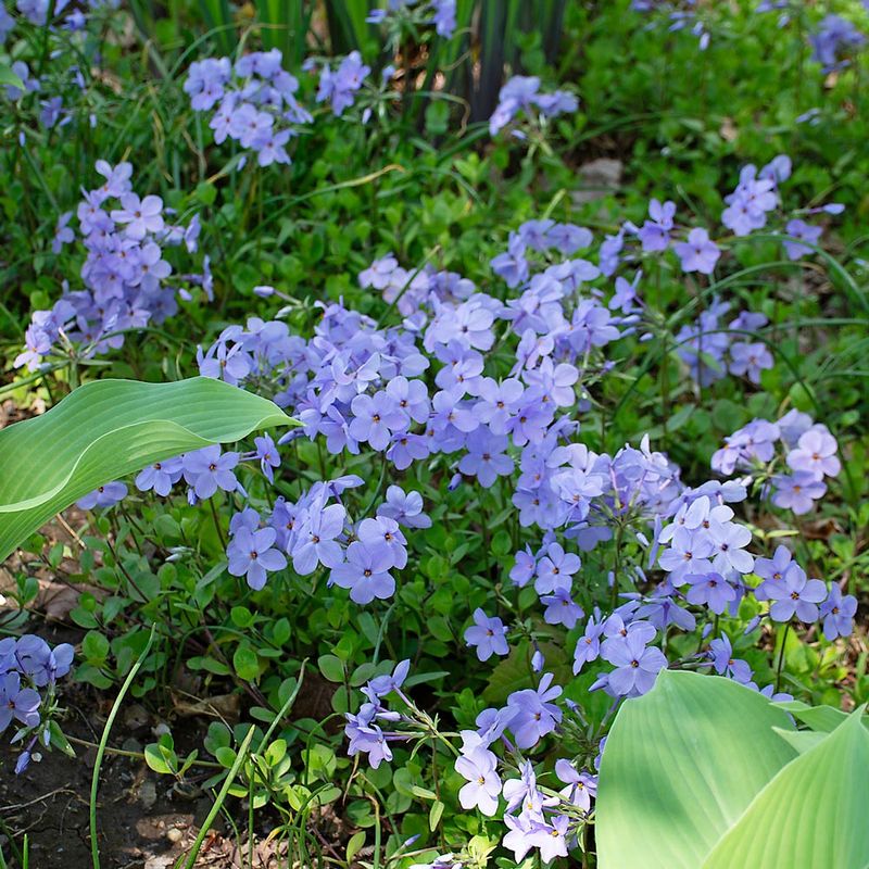 Creeping Phlox (Woodland Type) Creeping Phlox (Woodland Type)