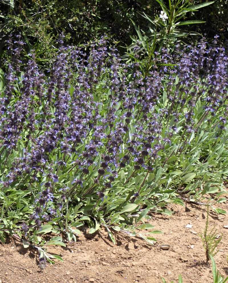 Creeping Sage (Salvia sonomensis) Creeping Sage (Salvia sonomensis)