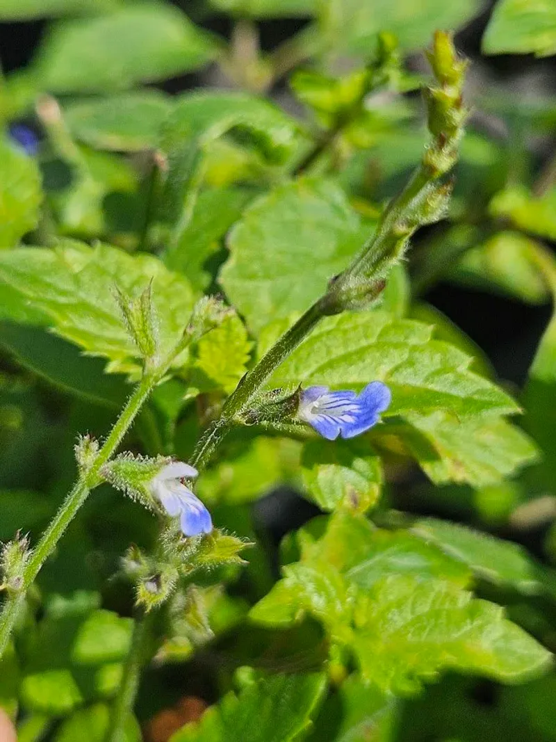 Creeping Sage Creeping Sage