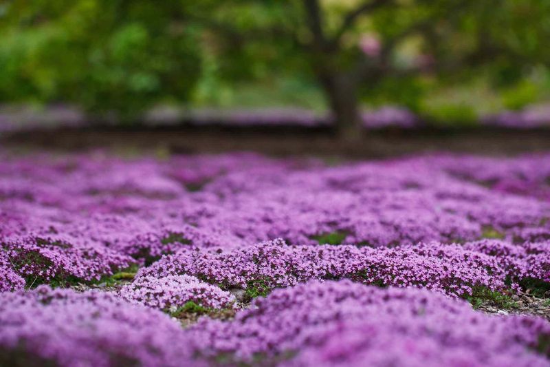 Creeping Thyme (Thymus serpyllum) Creeping Thyme (Thymus serpyllum)