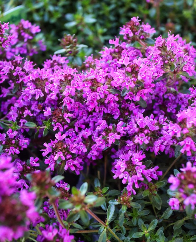 Creeping Thyme (Thymus serpyllum) Creeping Thyme (Thymus serpyllum)