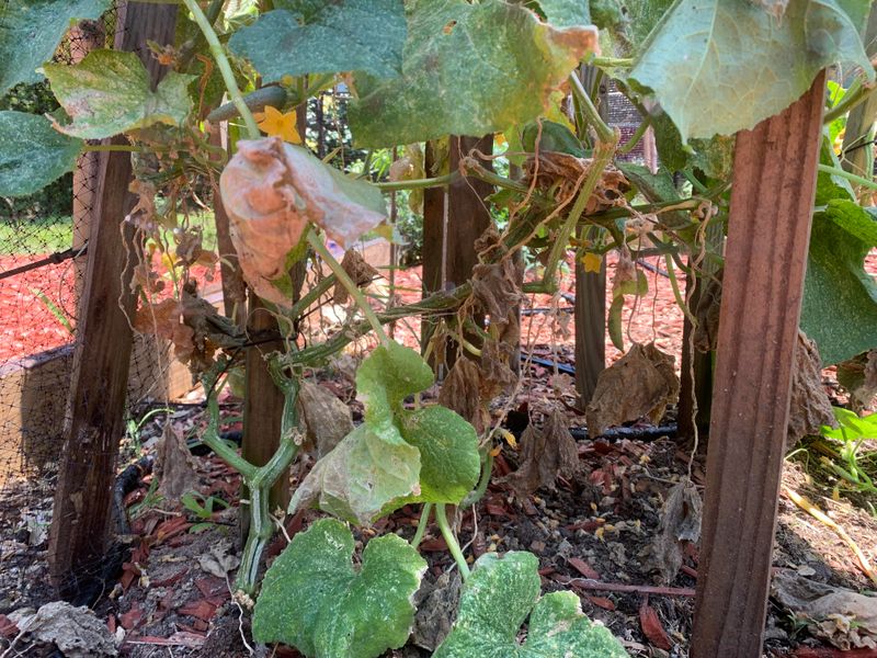 Crispy yellow leaves do not identify the cause Crispy yellow leaves do not identify the cause