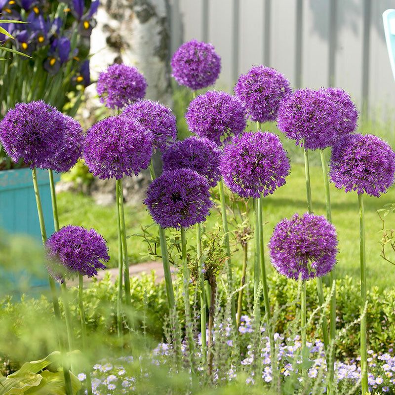 Crocuses and alliums offer qualified alternatives