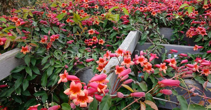 Crossvine Crossvine