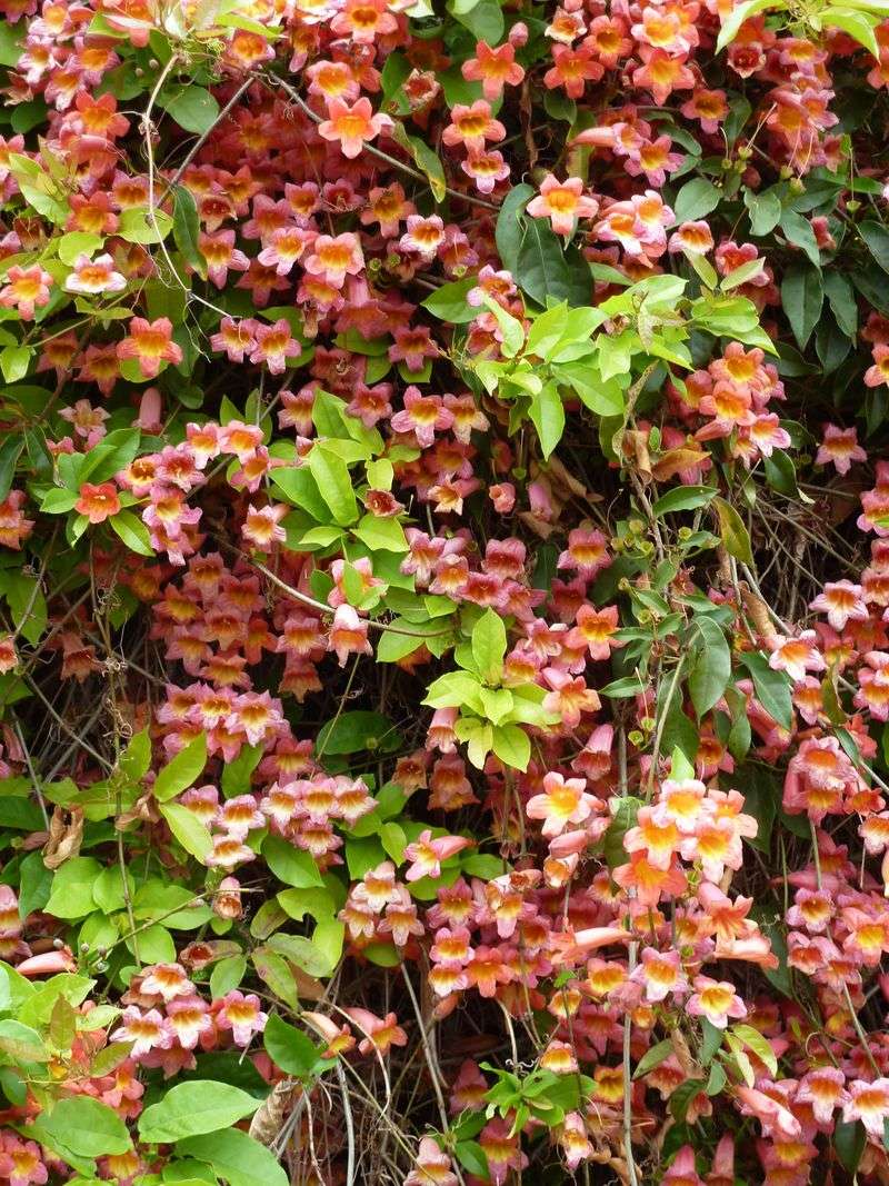 Crossvine