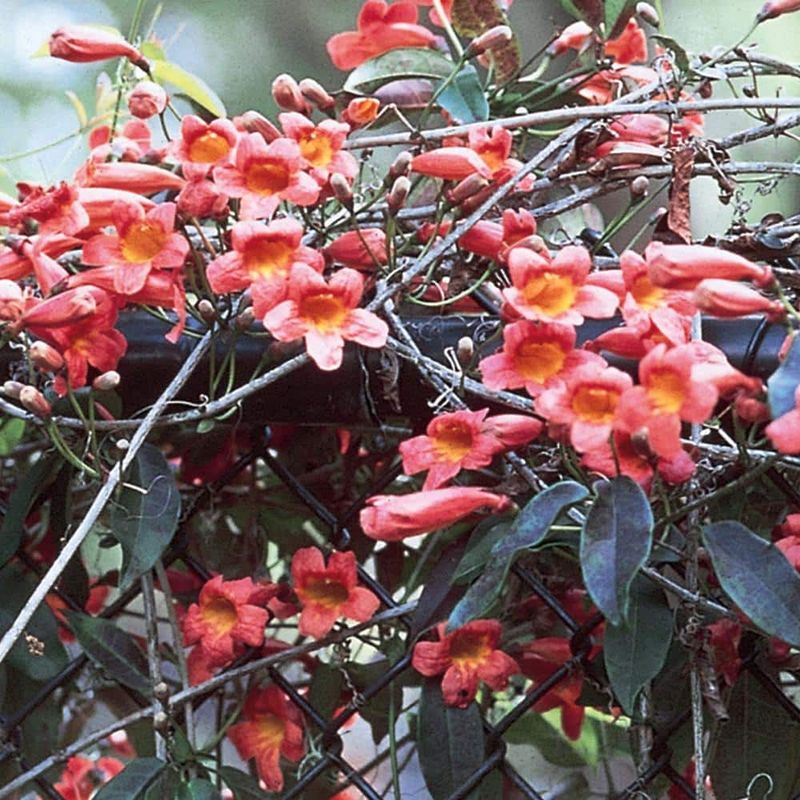 Crossvine