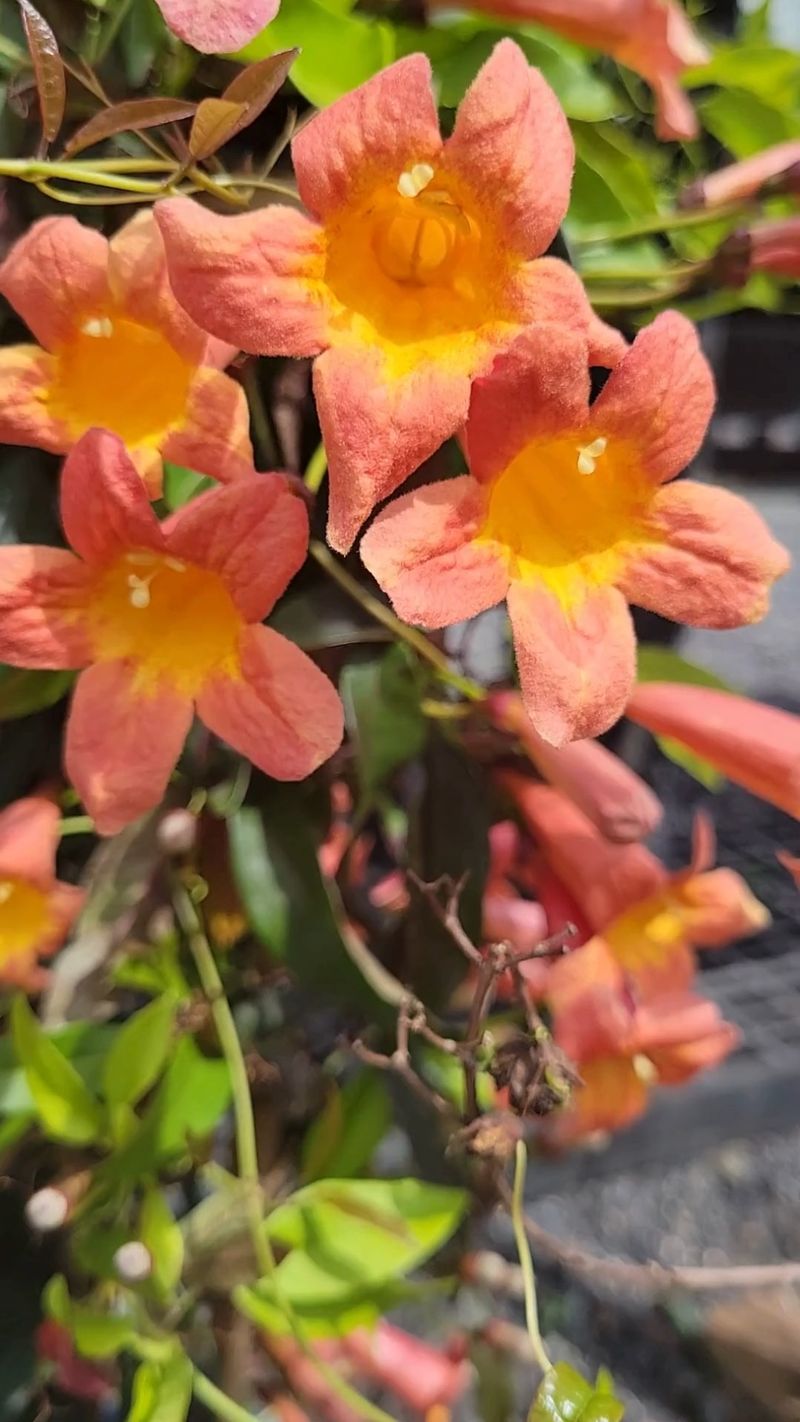 Crossvine