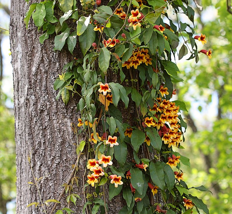 Crossvine (Bignonia capreolata)