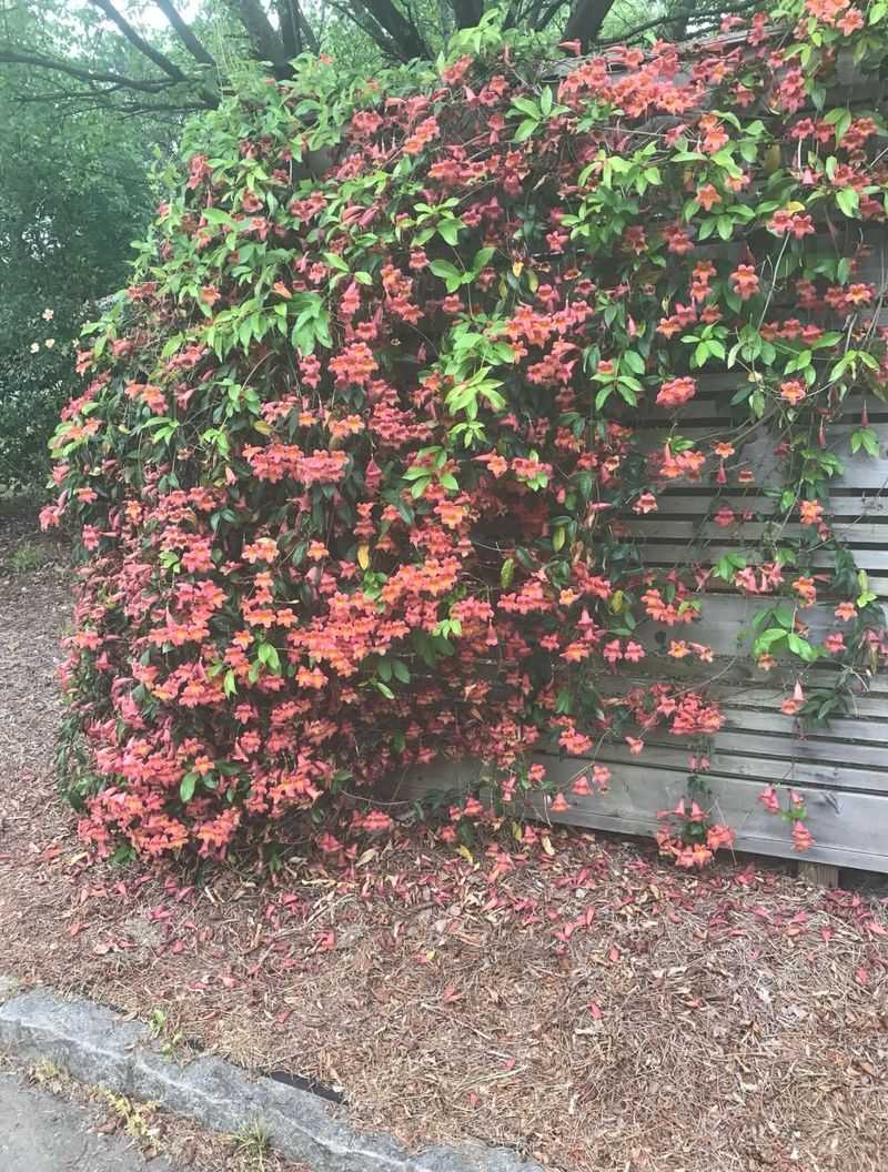 Crossvine Offers a Native Living Screen