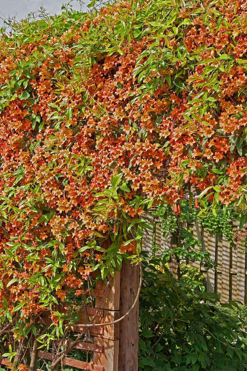 Crossvine offers a suitable native way to cover many North Carolina fences