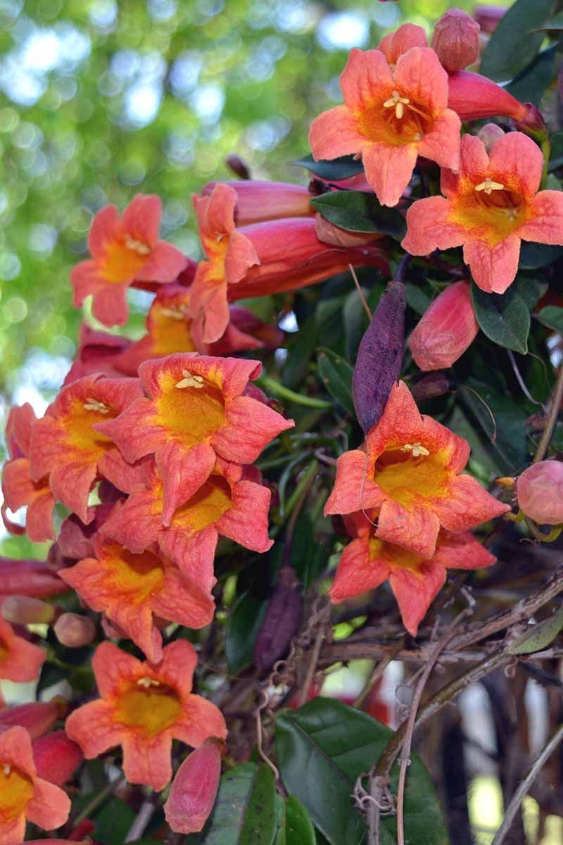 Crossvine