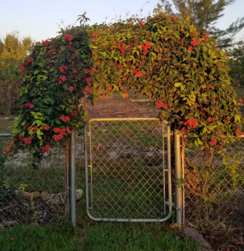 Crossvine