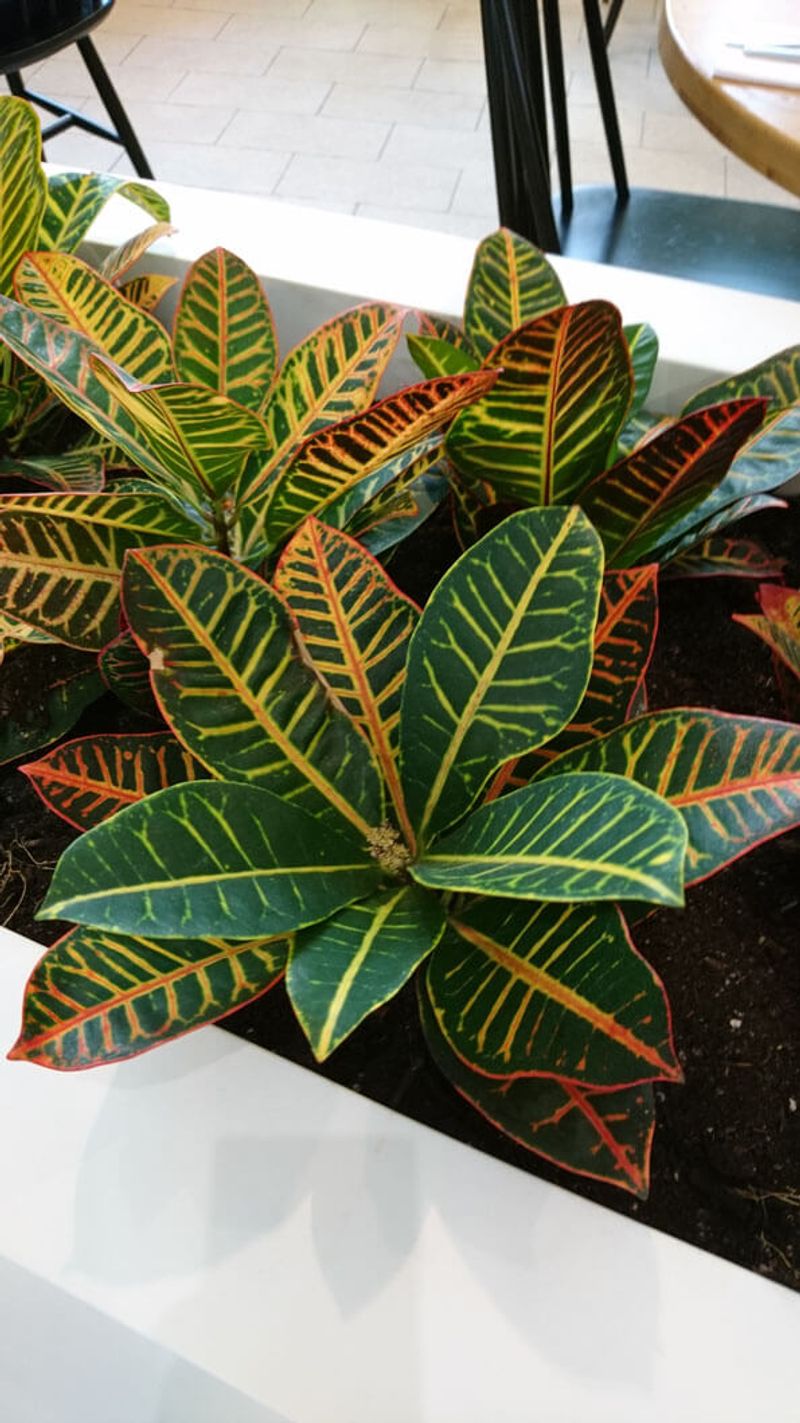 Croton