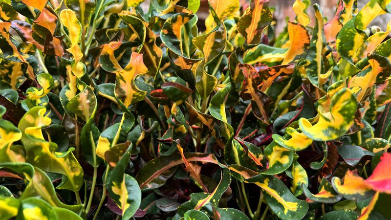 Croton