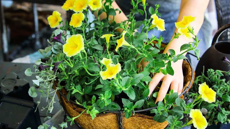 Crowding Too Many in One Pot