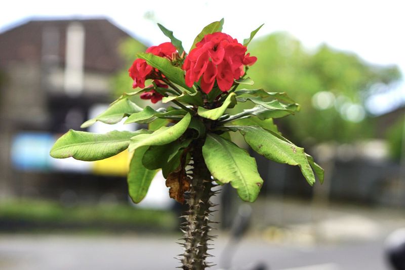 Crown of Thorns