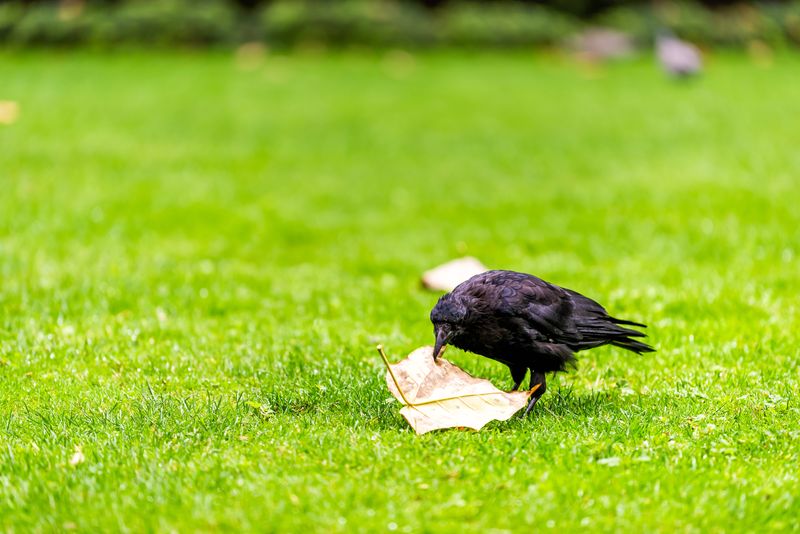 Crows eat some pests without reliably controlling them