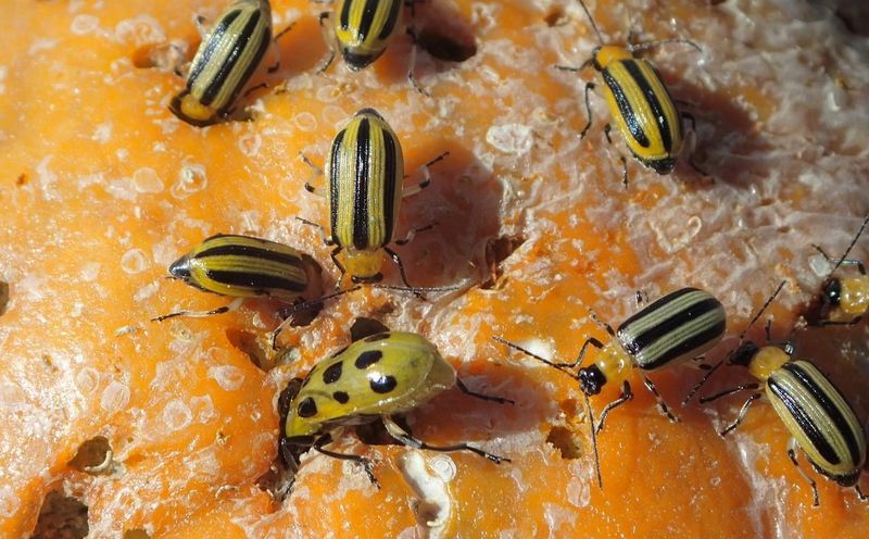 Cucumber beetles can spread the disease Cucumber beetles can spread the disease