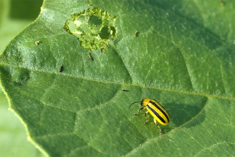 Cucumber beetles connect feeding injury with bacterial-wilt risk