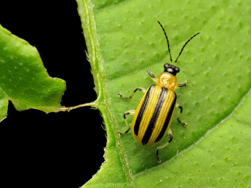 Cucumber beetles provide the main bacterial-wilt pathway
