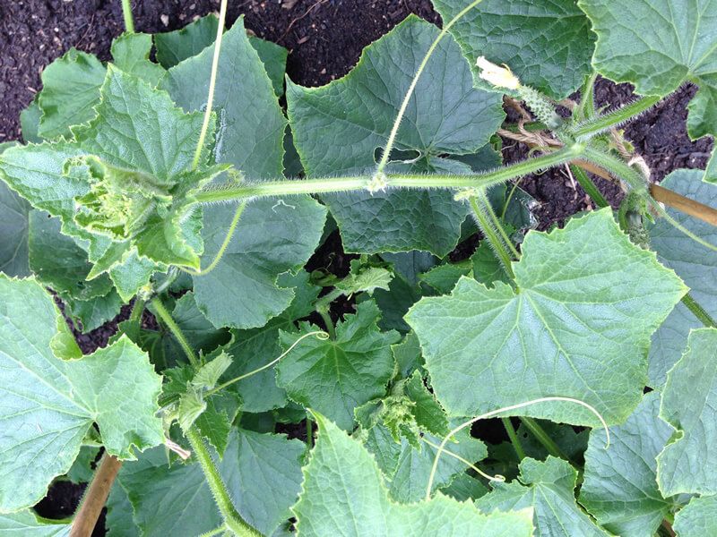 Cucurbitacins connect plant stress with bitter flavor