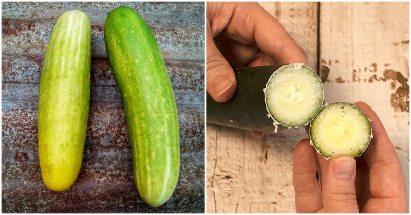 Cucurbitacins create the sharp, bitter taste