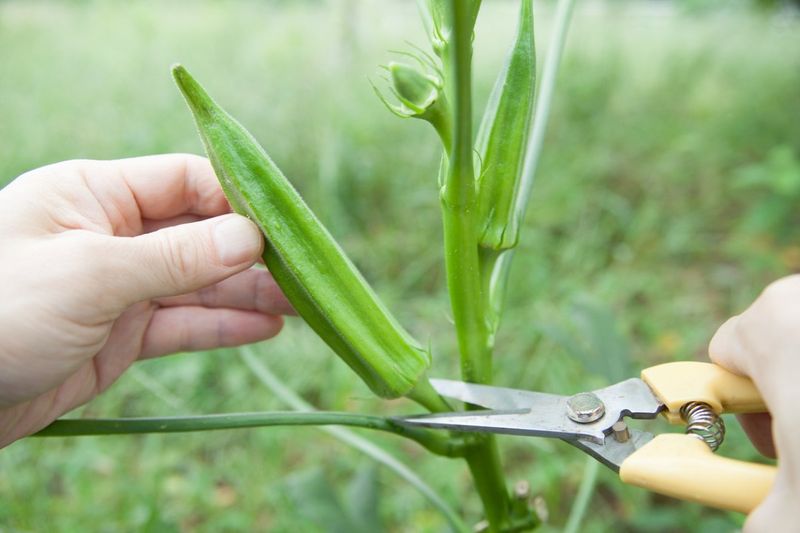 Cut tender pods cleanly and remove the ones you missed