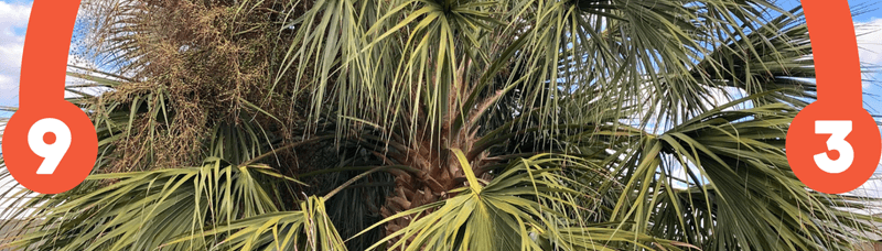 Cutting Fronds Above the 9 and 3 Line