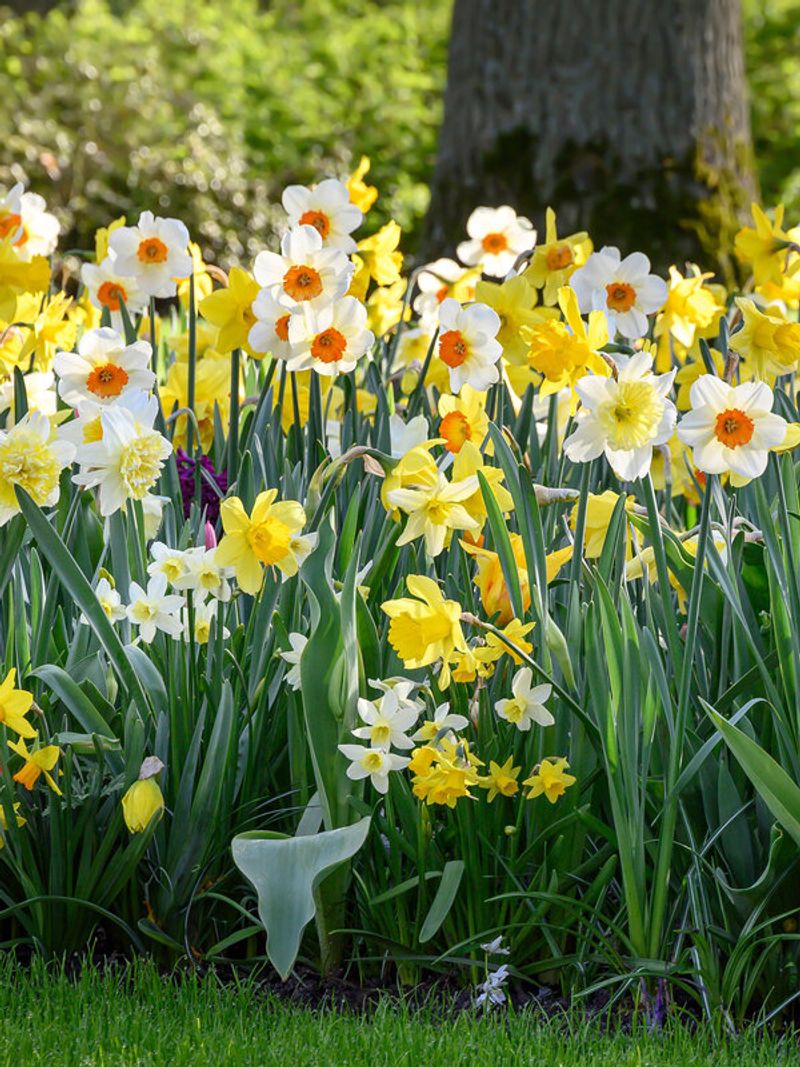 Daffodil