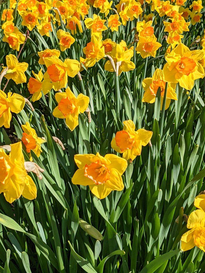Daffodils (Narcissus)