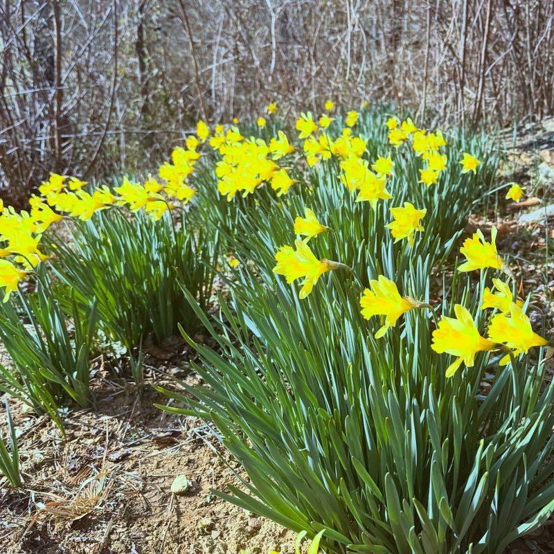 Daffodils offer a strong long-term payoff—after a necessary title correction