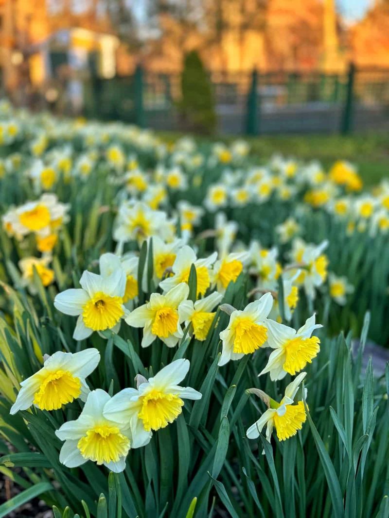 Daffodils