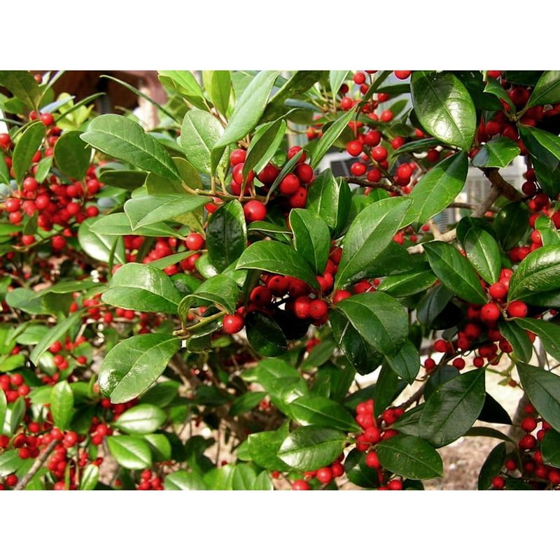 Dahoon Holly