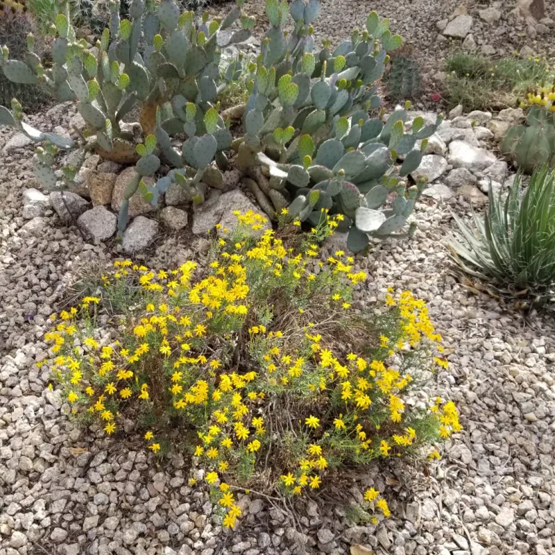Damianita Fits the Landscape, Not the Pest-Control Claim