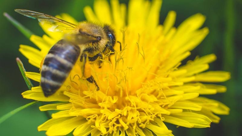 Dandelion