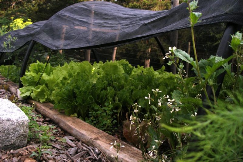 Day length, light, genetics, and drought change the outcome