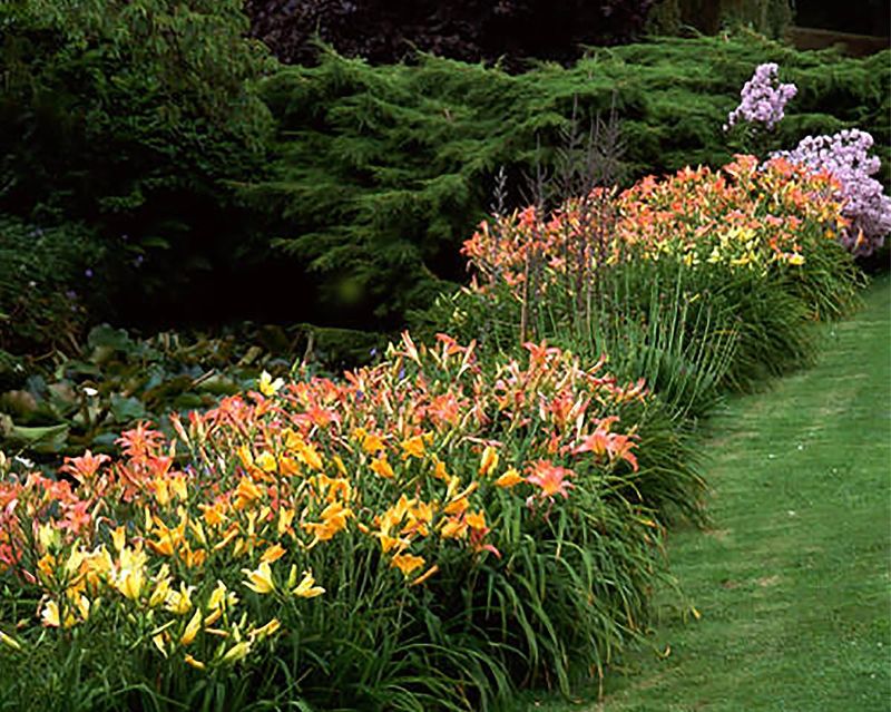 Daylily
