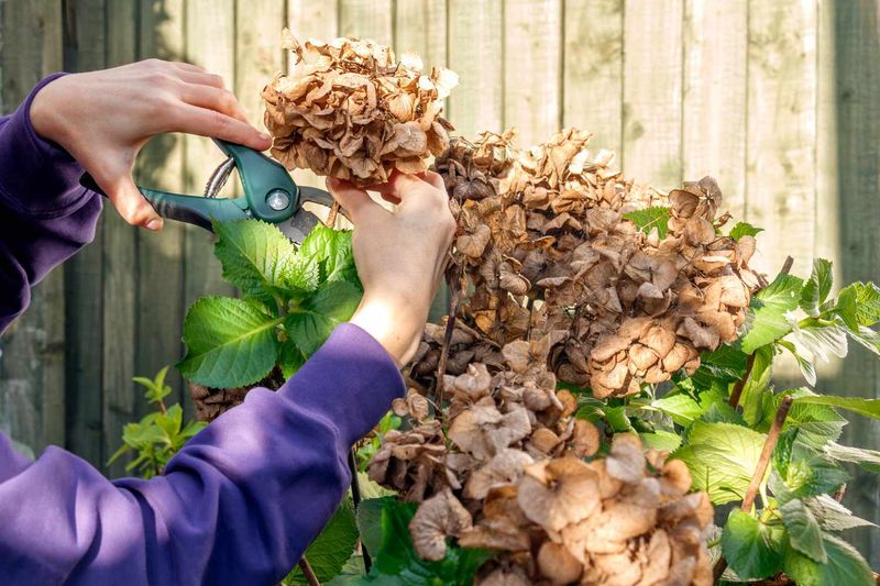 Deadhead carefully and postpone hard pruning until you identify the type