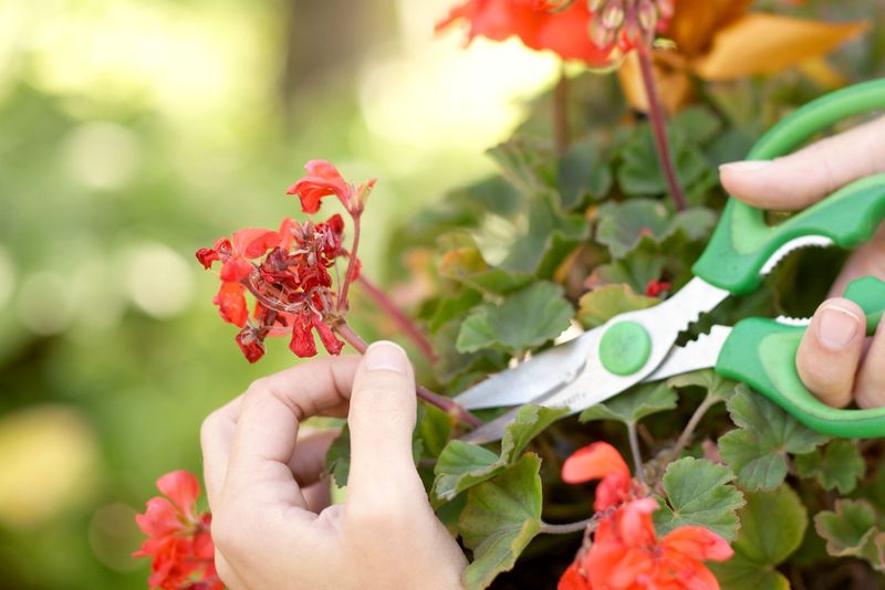 Deadhead normally and skip the heavy fertilizer rescue