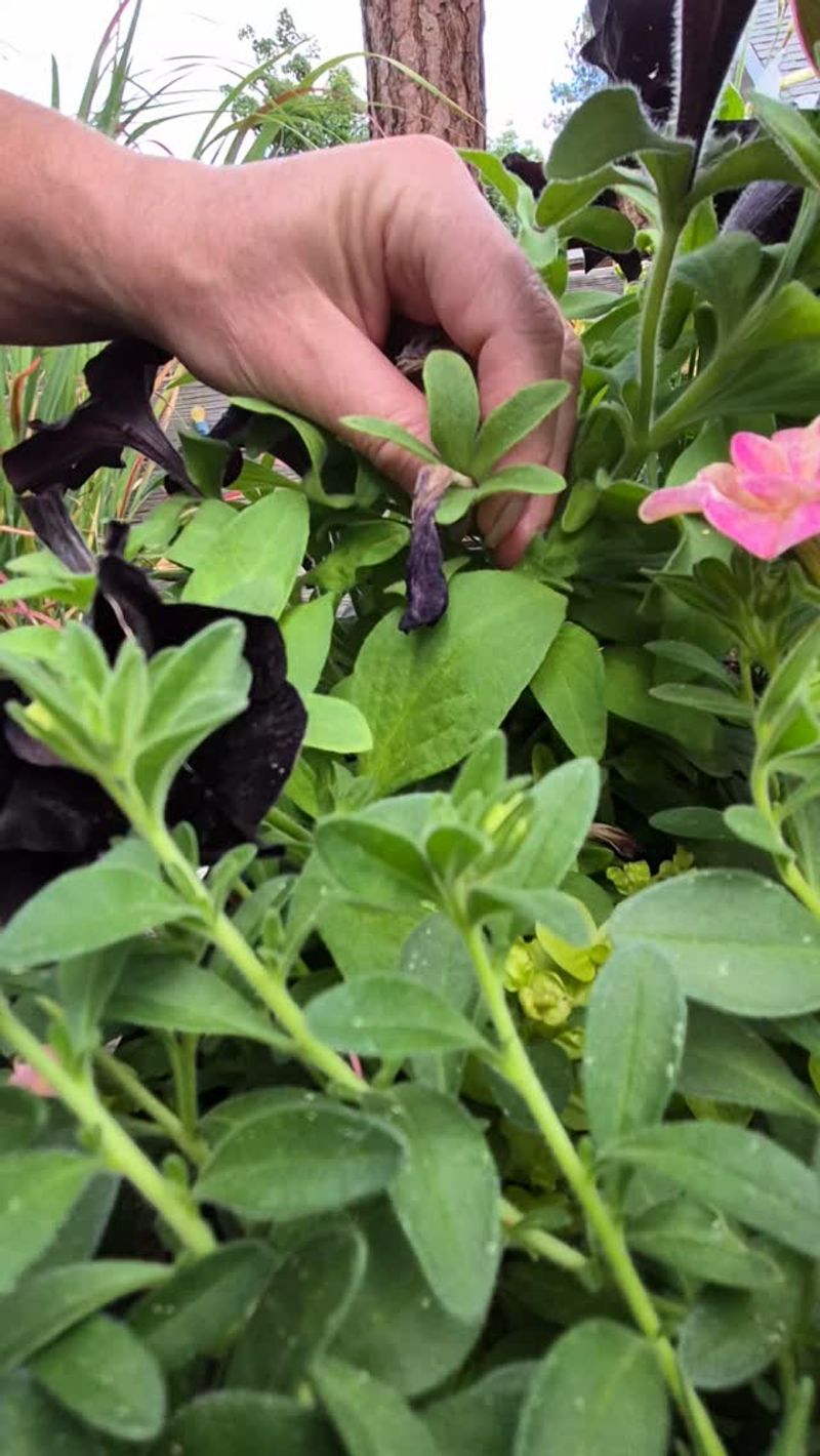 Deadhead selectively instead of treating every petunia alike Deadhead selectively instead of treating every petunia alike