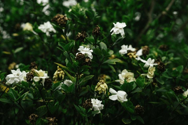Deadhead the faded flowers, not the gardenia
