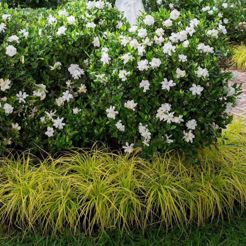 Deadheading cannot guarantee fall reblooming