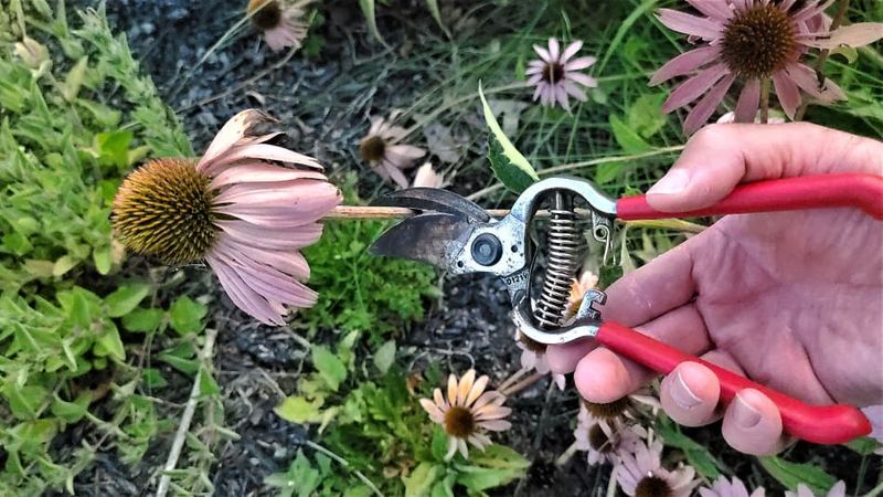 Deadheading may encourage another flush of flowers