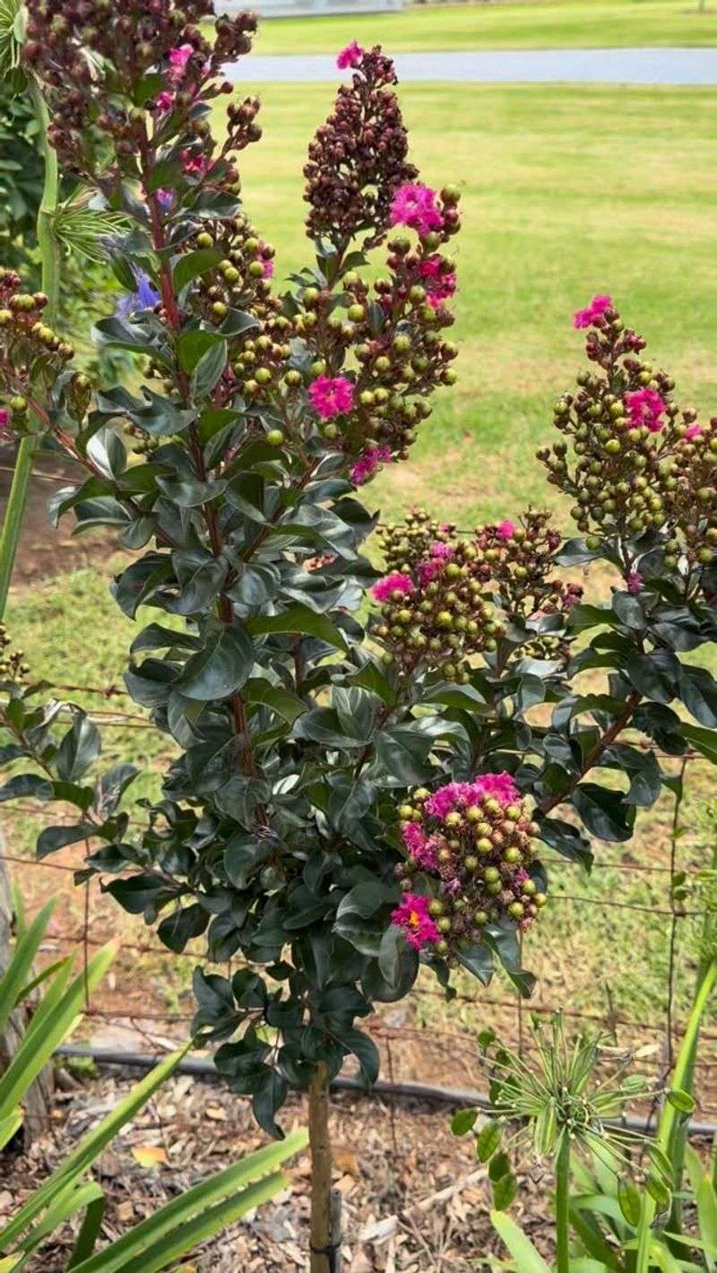 Deadheading may encourage one more flush of flowers