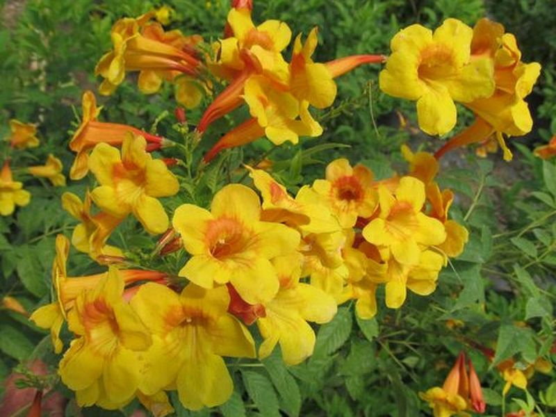 Deadheading may help prolong the flowering cycle Deadheading may help prolong the flowering cycle