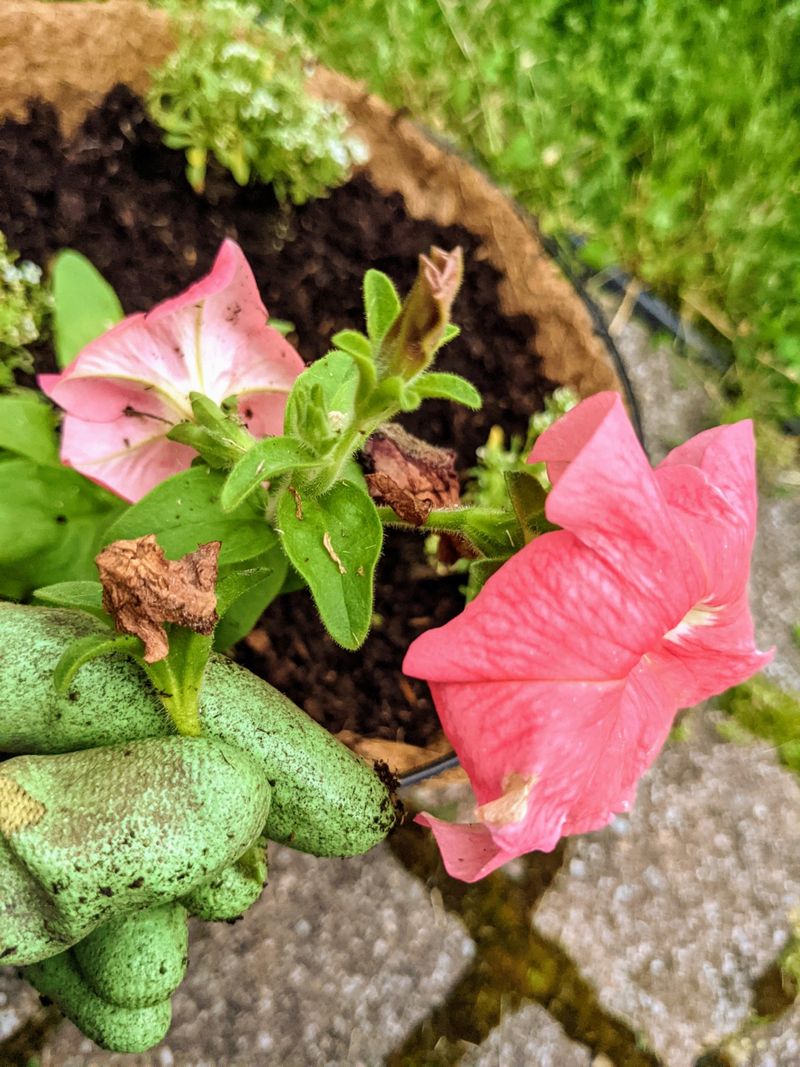 Deadheading, pinching, and pruning do different jobs