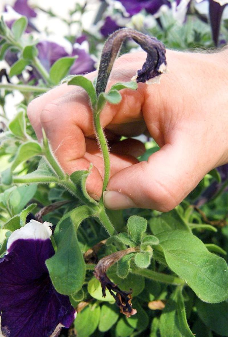 Deadheading supports flowers but does not replace pruning