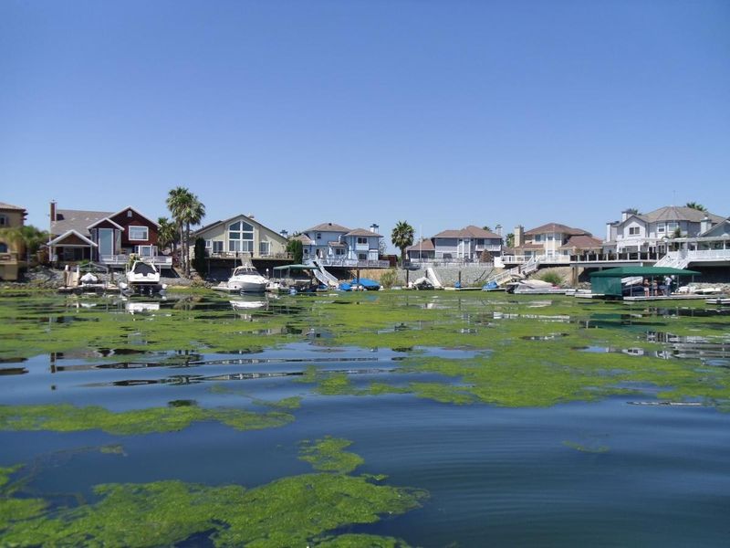 Decide whether a pond fits California’s water and maintenance realities Decide whether a pond fits California’s water and maintenance realities