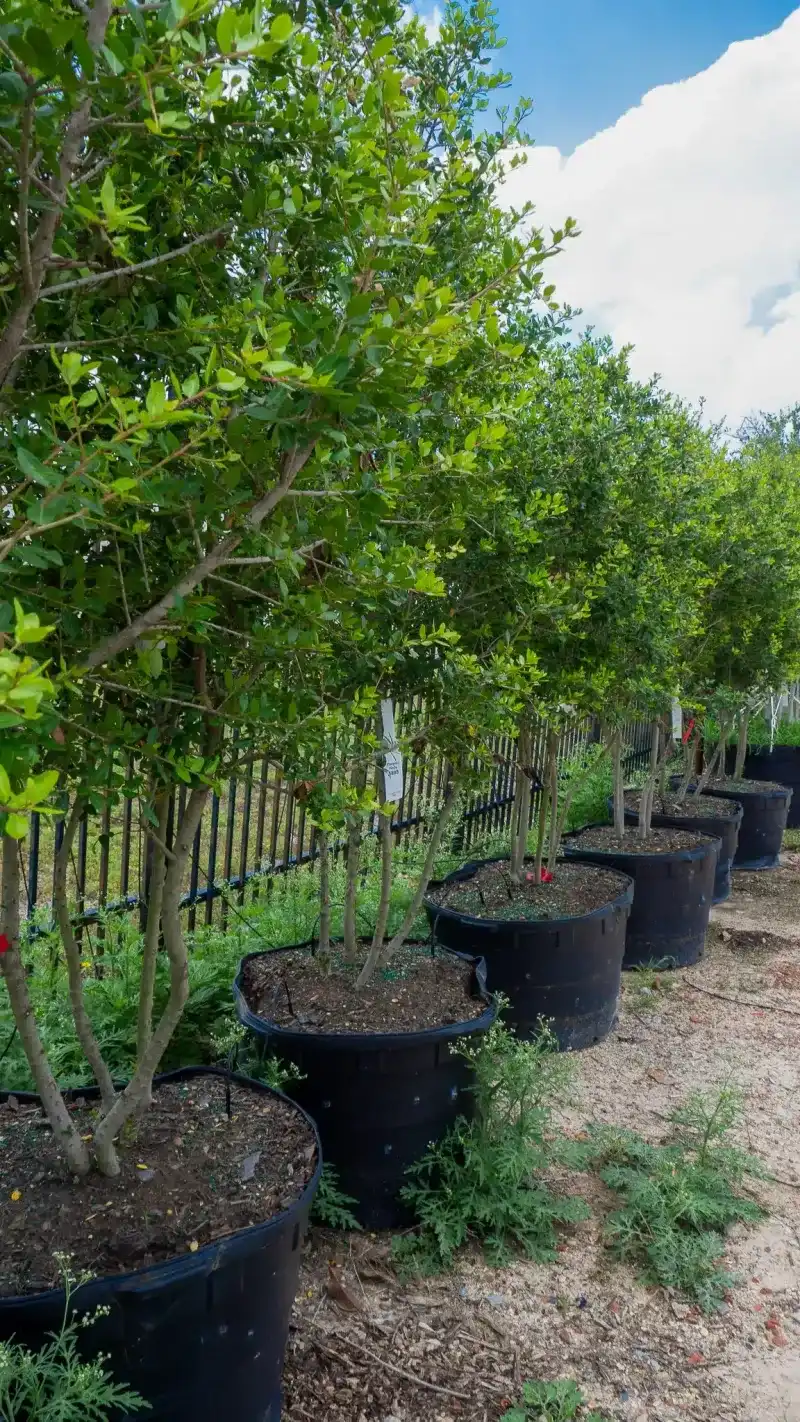 Decide whether you want a shrub or a trained tree Decide whether you want a shrub or a trained tree